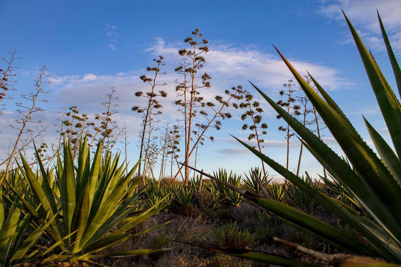 La Palmera. El Amanecer En El Parque Natural Agua Amarga  Ngoại thất bức ảnh